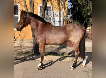 More ponies/small horses, Mare, 4 years, 13.3 hh, Brown
