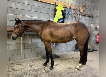 More ponies/small horses, Mare, 4 years, 14.1 hh, Brown