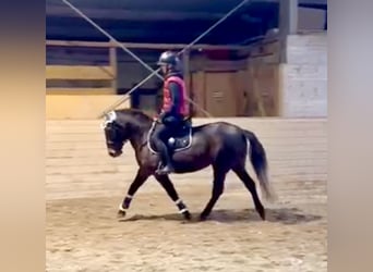 More ponies/small horses, Mare, 4 years, 14,2 hh, Bay-Dark