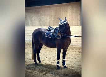 More ponies/small horses, Mare, 4 years, 14,2 hh, Bay-Dark