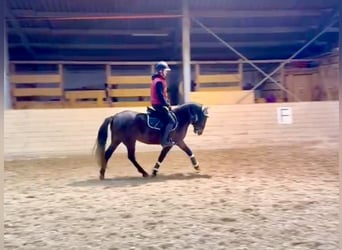 More ponies/small horses, Mare, 4 years, 14,2 hh, Bay-Dark