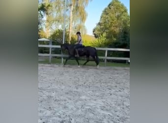 More ponies/small horses, Mare, 4 years, 14,2 hh, Black