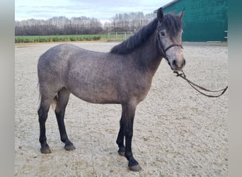 More ponies/small horses, Mare, 4 years, 14,2 hh, Gray