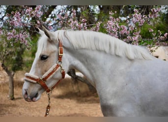 More ponies/small horses, Mare, 4 years, 14,2 hh, Palomino