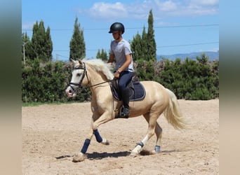 More ponies/small horses, Mare, 4 years, 14,2 hh, Palomino