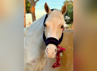 More ponies/small horses, Mare, 4 years, 14,2 hh, Palomino