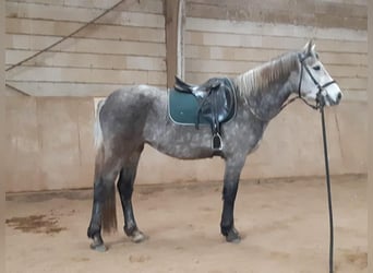 More ponies/small horses, Mare, 4 years, 14,3 hh, Gray-Dark-Tan