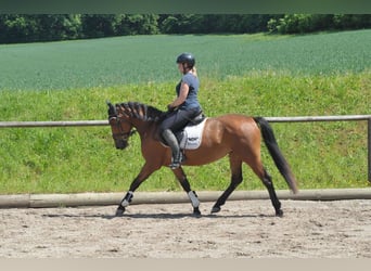More ponies/small horses, Mare, 4 years, 15.1 hh, Brown