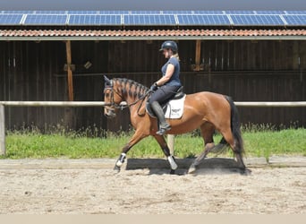 More ponies/small horses, Mare, 4 years, 15.1 hh, Brown