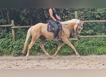 More ponies/small horses, Mare, 4 years, 15.1 hh, Palomino