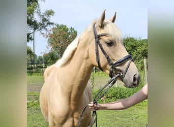 More ponies/small horses, Mare, 4 years, 15.1 hh, Palomino