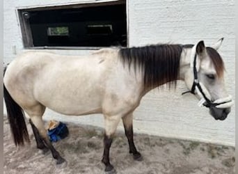 More ponies/small horses Mix, Mare, 4 years, 15 hh, Dun