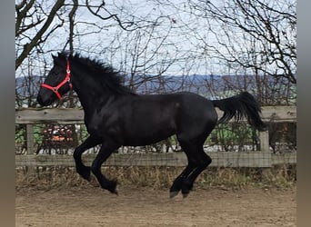 More ponies/small horses Mix, Mare, 4 years, 15 hh