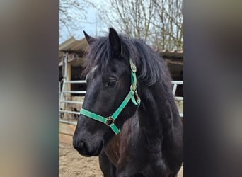More ponies/small horses Mix, Mare, 4 years, 15 hh