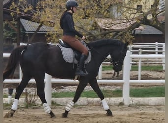 More ponies/small horses, Mare, 4 years, 15 hh, Smoky-Black