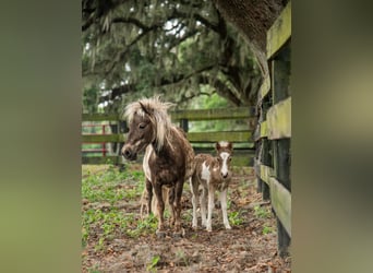 More ponies/small horses, Mare, 4 years, 7.2 hh