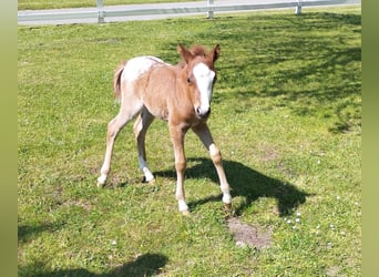 More ponies/small horses, Mare, 5 years, 11.1 hh, Chestnut-Red