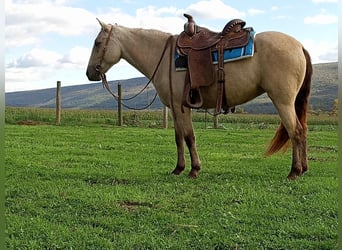 More ponies/small horses, Mare, 5 years, 12.1 hh, Buckskin