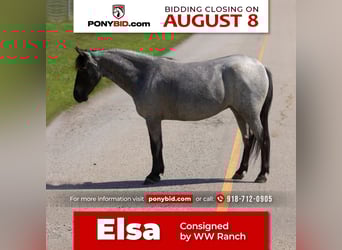 More ponies/small horses, Mare, 5 years, 12.1 hh, Roan-Blue