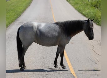 More ponies/small horses, Mare, 5 years, 12.1 hh, Roan-Blue