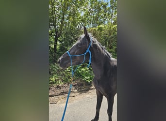 More ponies/small horses Mix, Mare, 5 years, 12.2 hh, Black