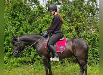 More ponies/small horses Mix, Mare, 5 years, 12.2 hh, Black