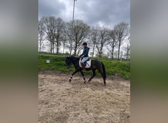 More ponies/small horses, Mare, 5 years, 13.2 hh, Black