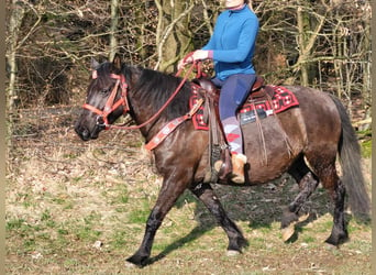 More ponies/small horses Mix, Mare, 5 years, 14.1 hh, Black