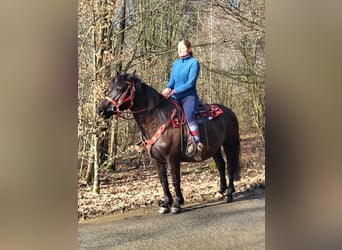 More ponies/small horses Mix, Mare, 5 years, 14.1 hh, Black