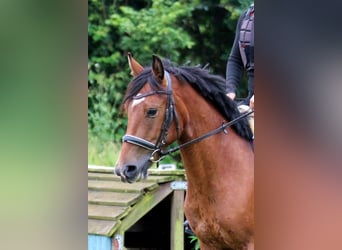 More ponies/small horses Mix, Mare, 5 years, 14,1 hh, Brown