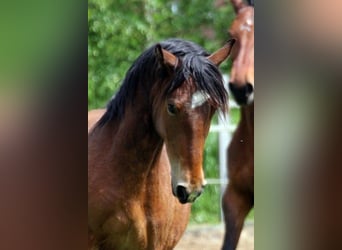 More ponies/small horses Mix, Mare, 5 years, 14,1 hh, Brown