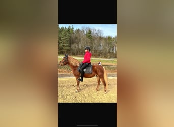 More ponies/small horses, Mare, 5 years, 14,1 hh, Brown-Light