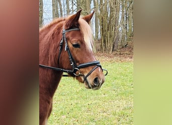 More ponies/small horses, Mare, 5 years, 14,1 hh, Brown-Light