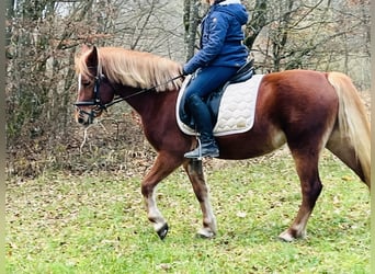 More ponies/small horses, Mare, 5 years, 14,1 hh, Brown-Light