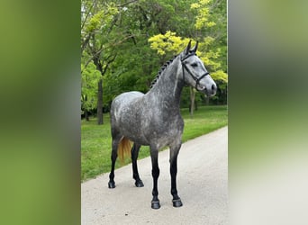 More ponies/small horses, Mare, 5 years, 14.1 hh, Gray-Dapple