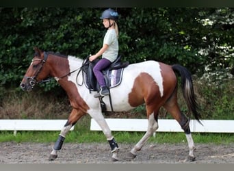 More ponies/small horses Mix, Mare, 5 years, 14,1 hh, Pinto