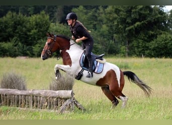 More ponies/small horses Mix, Mare, 5 years, 14,1 hh, Pinto