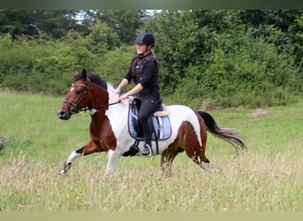 More ponies/small horses Mix, Mare, 5 years, 14,1 hh, Pinto