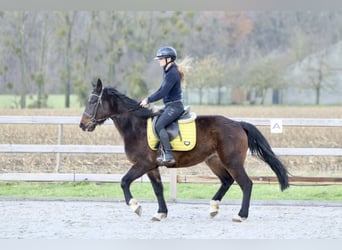 More ponies/small horses, Mare, 5 years, 14,2 hh, Brown