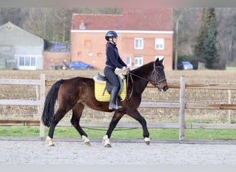 More ponies/small horses, Mare, 5 years, 14,2 hh, Brown