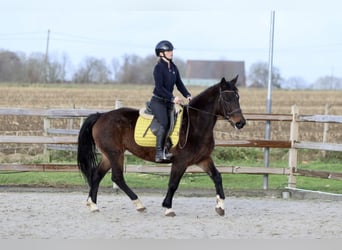 More ponies/small horses, Mare, 5 years, 14,2 hh, Brown