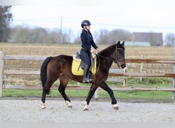 More ponies/small horses, Mare, 5 years, 14,2 hh, Brown