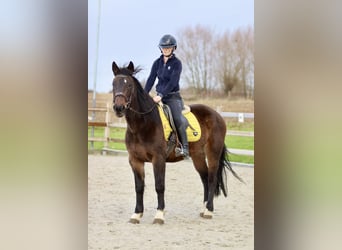 More ponies/small horses, Mare, 5 years, 14,2 hh, Brown