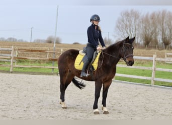 More ponies/small horses, Mare, 5 years, 14,2 hh, Brown