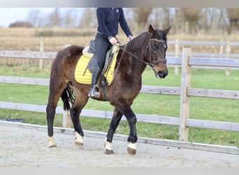 More ponies/small horses, Mare, 5 years, 14,2 hh, Brown