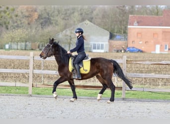 More ponies/small horses, Mare, 5 years, 14,2 hh, Brown