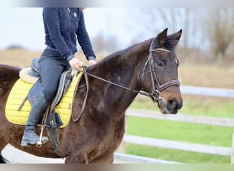 More ponies/small horses, Mare, 5 years, 14,2 hh, Brown