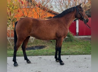More ponies/small horses, Mare, 5 years, 14.2 hh, Brown
