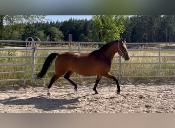 More ponies/small horses, Mare, 5 years, 14.3 hh, Brown