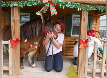 More ponies/small horses, Mare, 5 years, 7 hh, Pinto